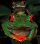 Снимки на жаби